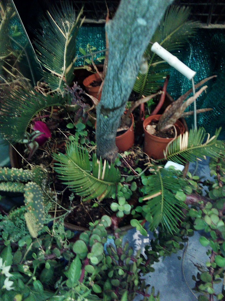 HIGH ANGLE VIEW OF LEAVES IN BASKET ON PLANT