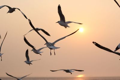 Birds flying over sea at sunset