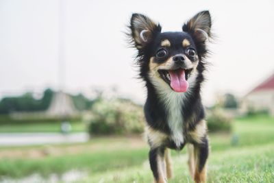 Close-up portrait of dog