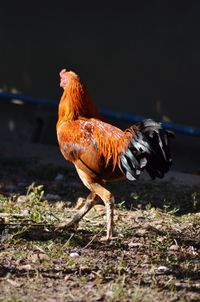 Close-up of rooster on field