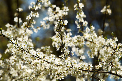 Close-up of white cherry blossoms in spring