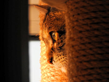 Close-up of a cat