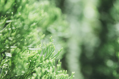 Close-up of green tree