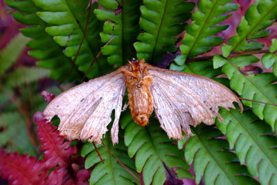 Close-up of butterfly on leaf