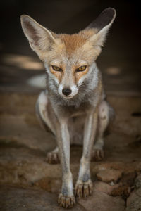 Close-up portrait of fox