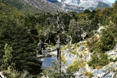 Scenic view of river in forest
