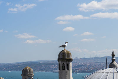 Seagull perching on the sea against sky