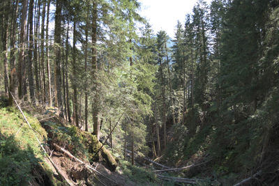 Pine trees in forest