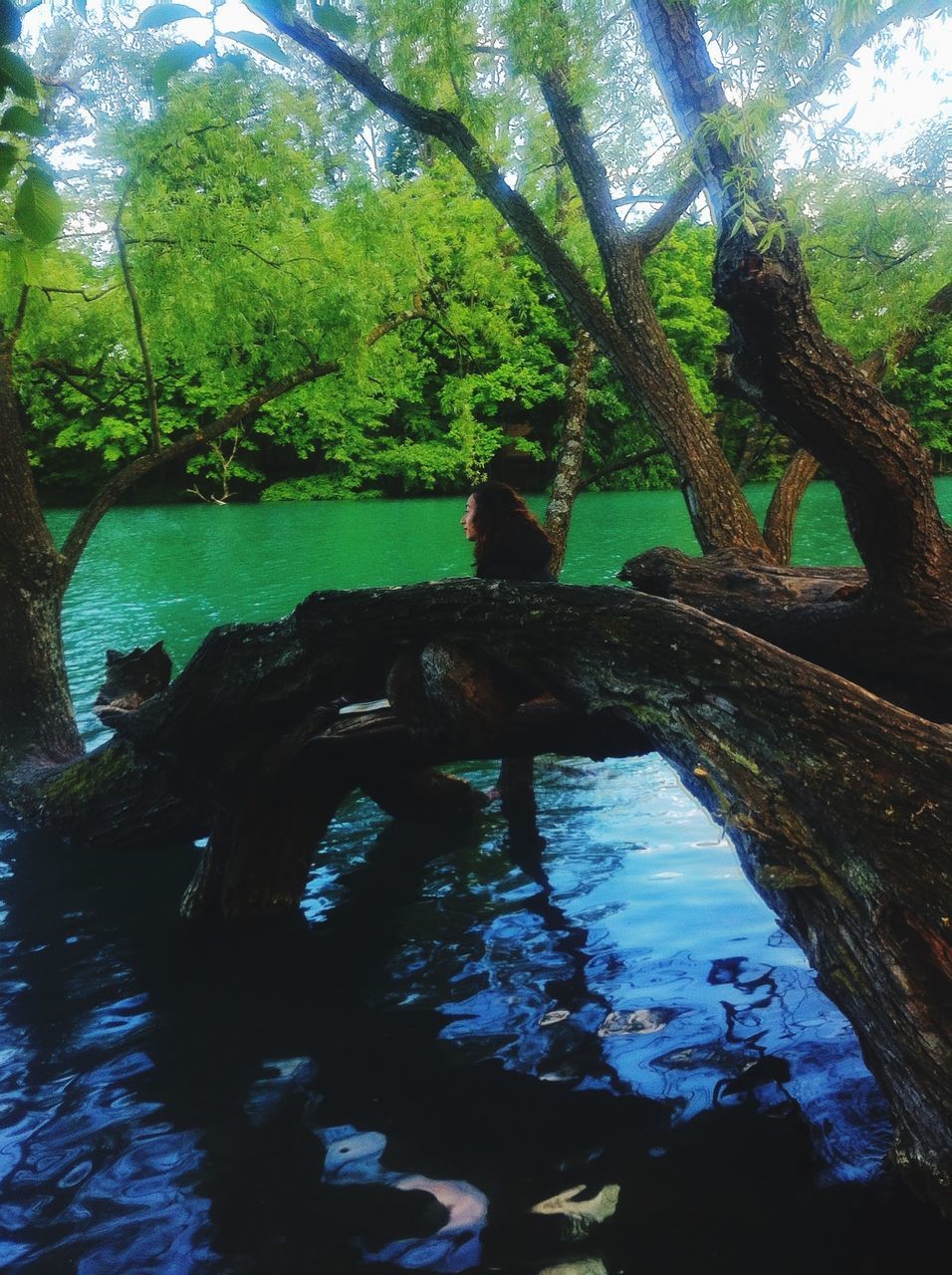 water, tree, animal themes, one animal, animals in the wild, wildlife, swimming, nature, sunlight, green color, reflection, day, pond, outdoors, lake, animals in captivity, mammal, beauty in nature, swimming pool, river