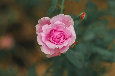 Close-up of pink rose