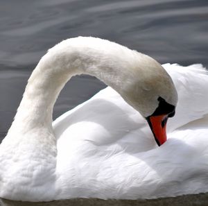 Close-up of swan floating on water