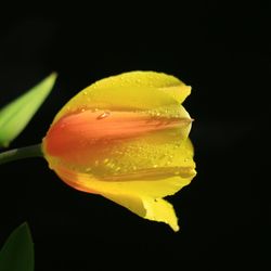 Close-up of wet yellow flower against black background