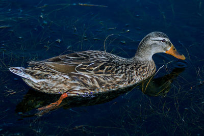 Close-up of duck swimming in water