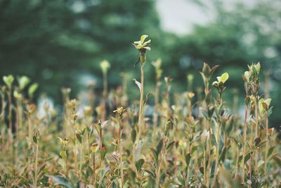 Close-up of plant growing on field