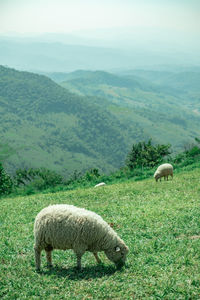 Sheep grazing on field