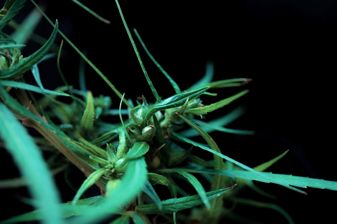 CLOSE-UP OF PLANT AGAINST BLACK BACKGROUND