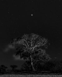 Tree on field against sky at night