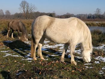 Horse grazing on field against clear sky