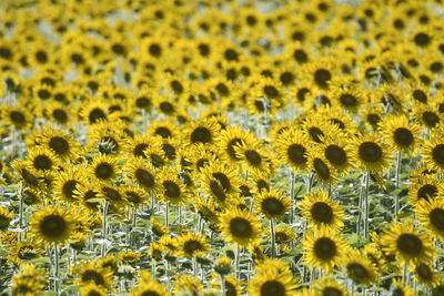 Full frame shot of sunflower field