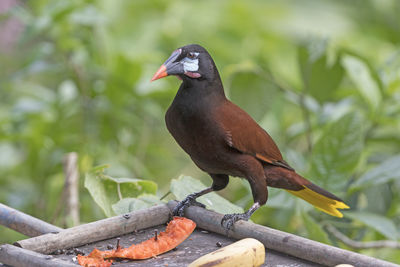 Montezuma oropendola in a feeder near arenal volcano national park