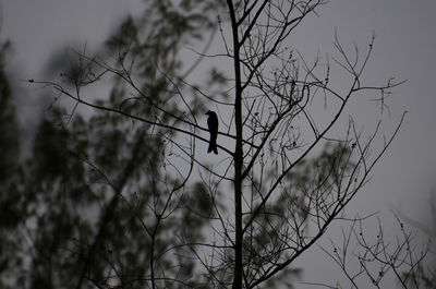 Silhouette of bird perching on branch