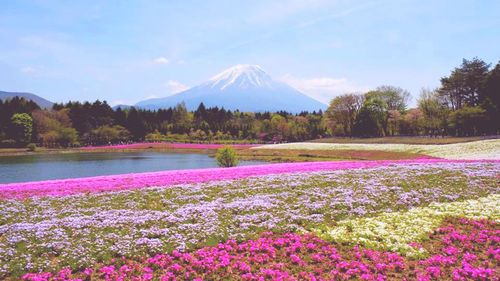 Scenic view of pink flowering plants by mountains against sky