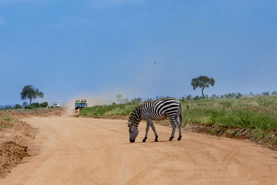 Zebra crossing on field by road against sky