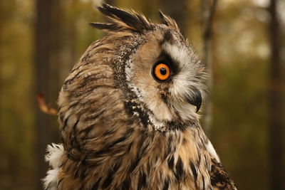 Close-up of owl looking away