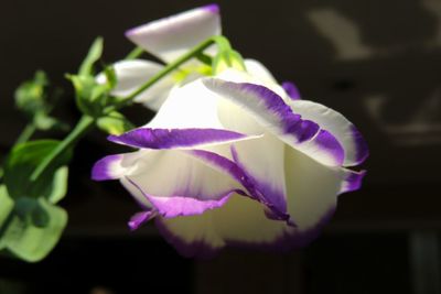 Close-up of purple flower blooming outdoors