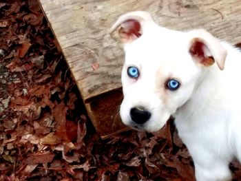 Close-up portrait of a dog