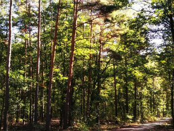 Trees growing in forest