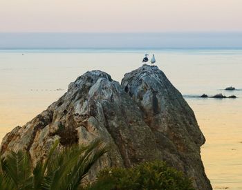 Seagull perching on rock by sea against sky