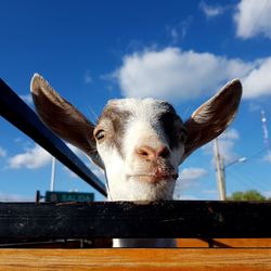 Low angle portrait of horse against sky