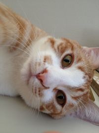 Close-up portrait of a cat