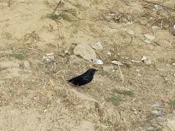 High angle view of black bird on land