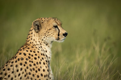 Close-up of cheetah looking away