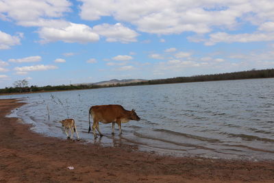 View of a horse on the beach