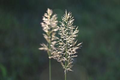 Close-up of plant against blurred background