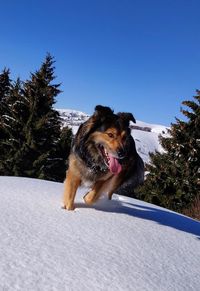 Dog in snow against clear sky