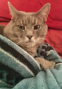 Close-up portrait of cat resting on carpet