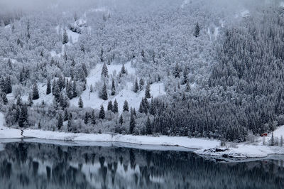 Scenic view of frozen lake in forest