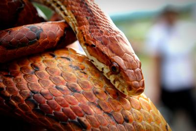 Close-up of lizard