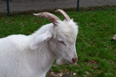 View of white goat on field