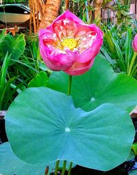 Close-up of wet pink flower blooming outdoors