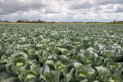 Plants growing on field against sky