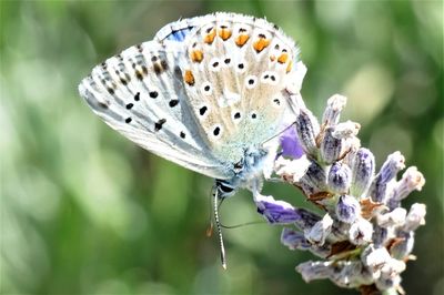 Close-up of butterfly pollinating on purple flower