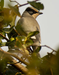 Low angle view of bird perching on plant