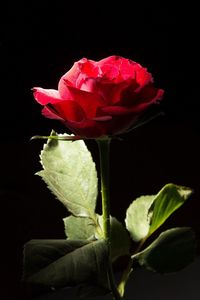 Close-up of pink flower blooming against black background