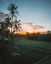 Scenic view of field against sky during sunset