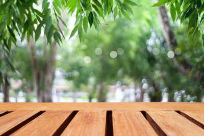 Close-up of wooden bench against trees